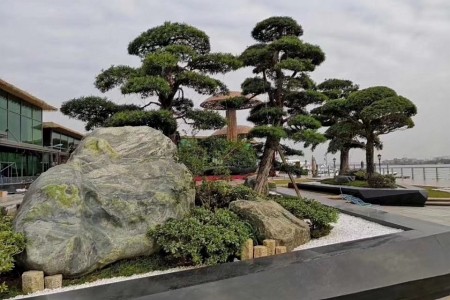 富贵绿