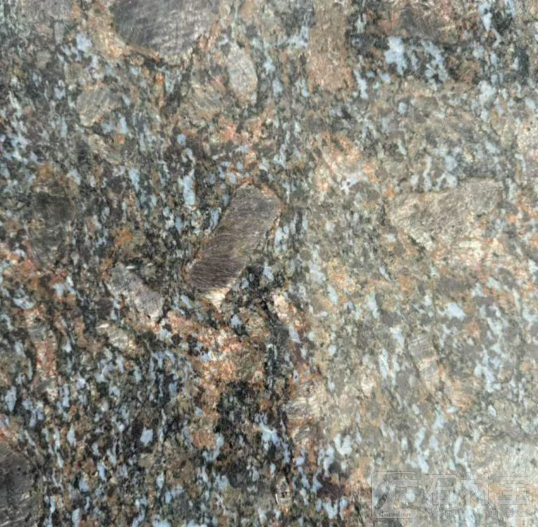 红底蝴蝶兰