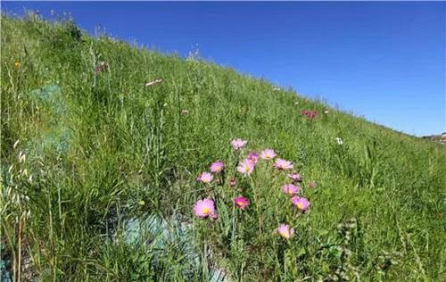 矿山修复要产业化了！从这三方面打造矿山修复核心竞争力