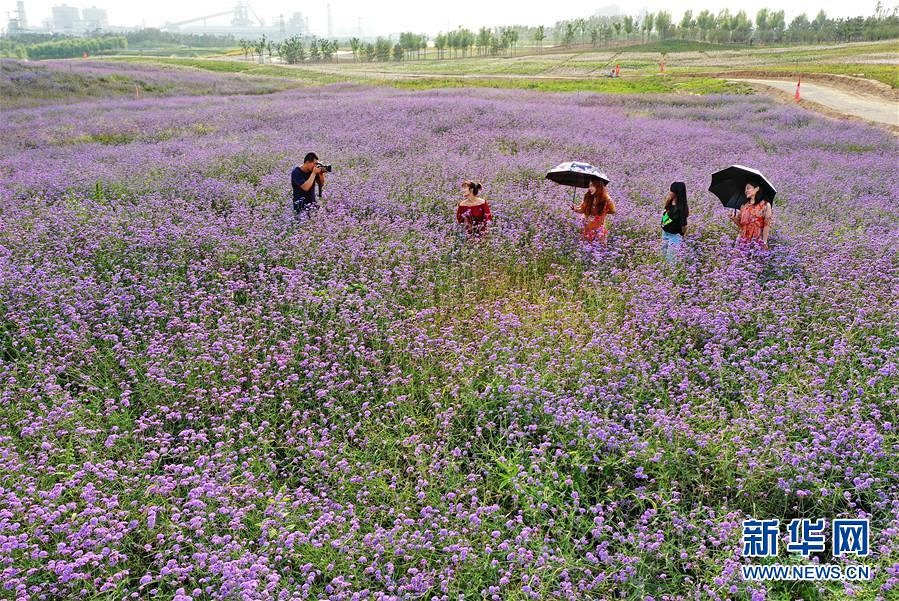 河北唐山：废弃矿山成“千顷花海”