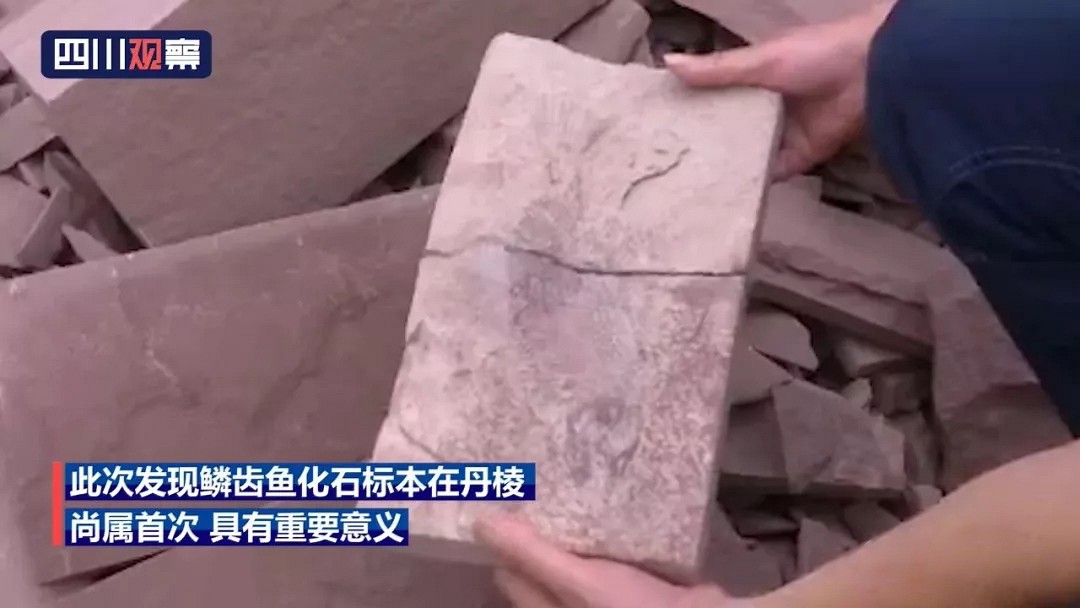眉山一村民加工天然石材，切开后竟发现一条可能是一亿年前的“鱼”