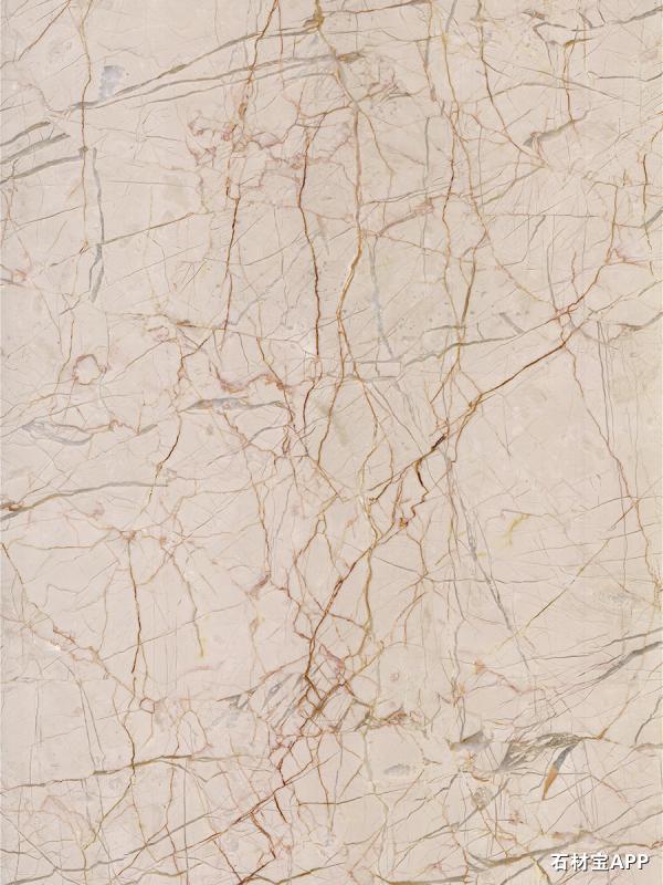 世纪米黄（红根1）