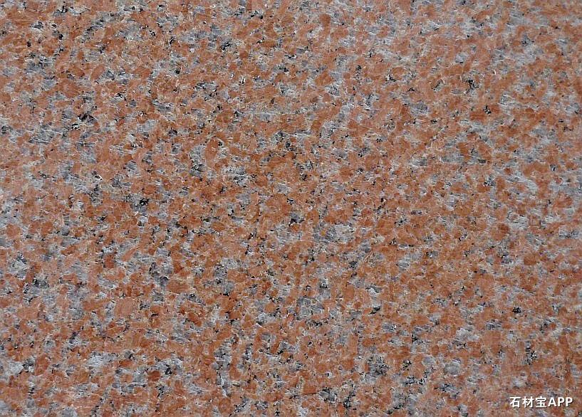 石岛红老8号光面