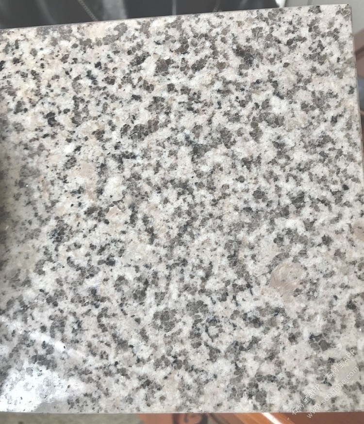 山东芝麻白