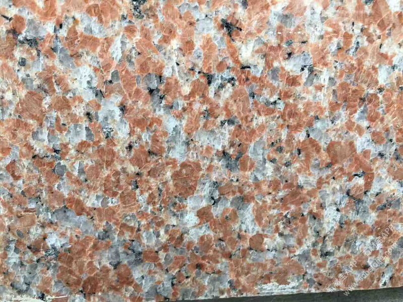 石岛红老8号光面