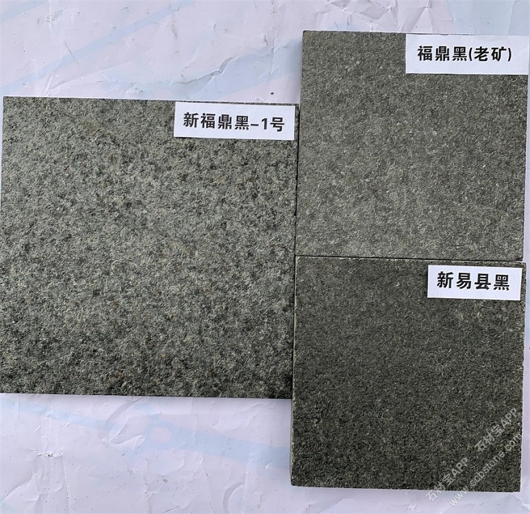 新福鼎黑1号
