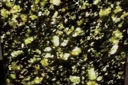 非洲新矿凤羽蓝