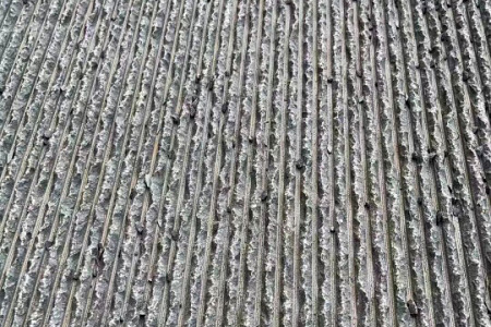 中国黑流水面