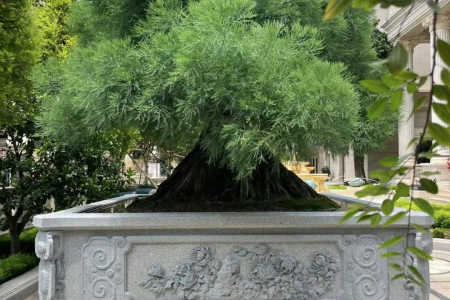花钵