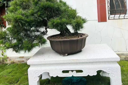 花台