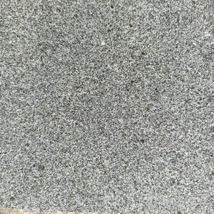 山东芝麻黑(章丘黑)