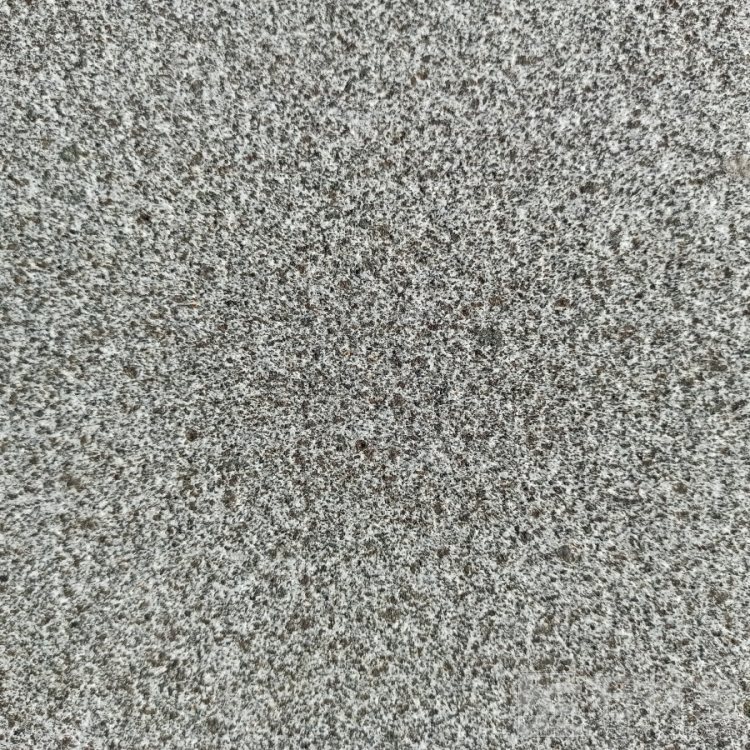 山东芝麻黑(章丘黑)