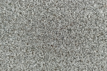 山东芝麻黑(章丘黑)