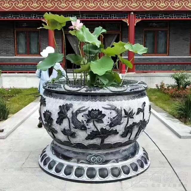荷花鱼缸