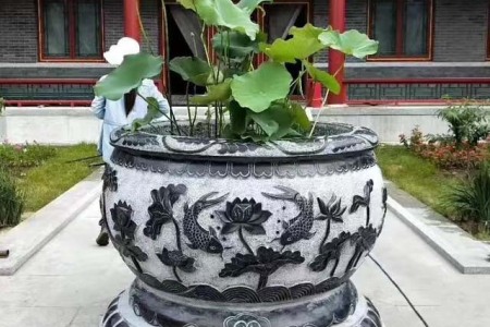荷花鱼缸