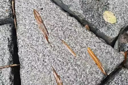 小蓝宝菠萝面