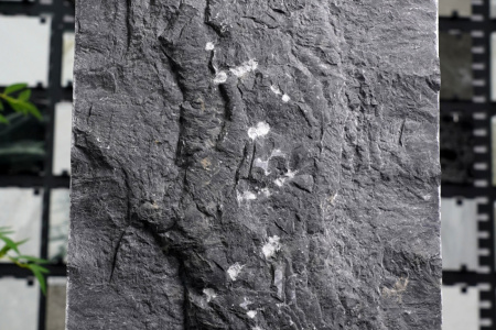 金沙黑·中国黑蘑菇石