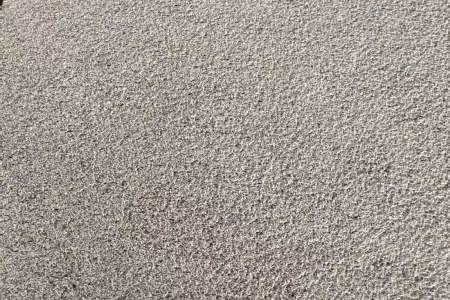 湛江黑荔枝面