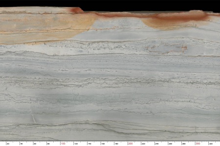 巴西鱼肚白TX-1586