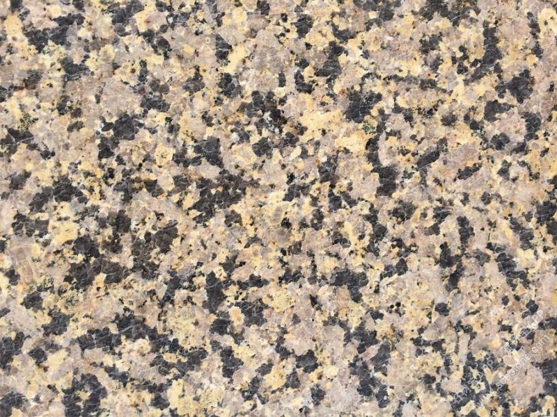 金钻玛(金钻麻)