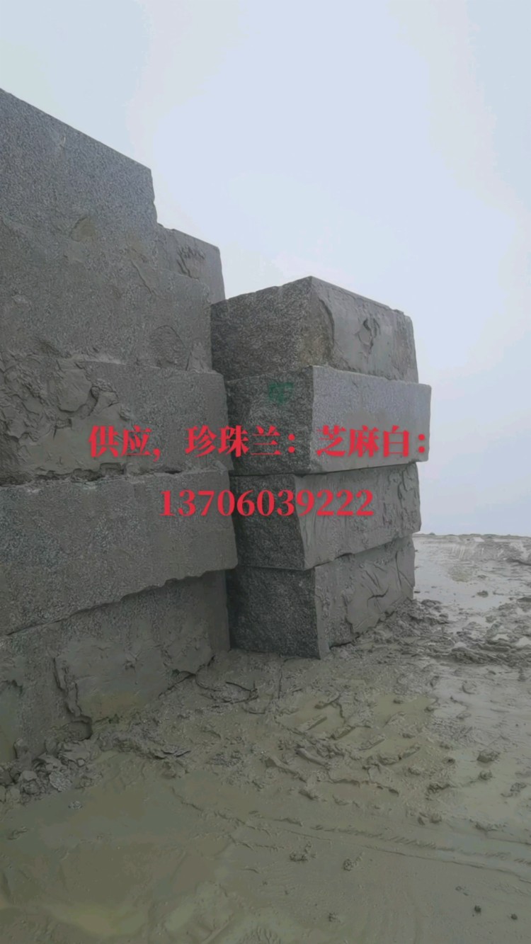 广西珍珠兰大量供应