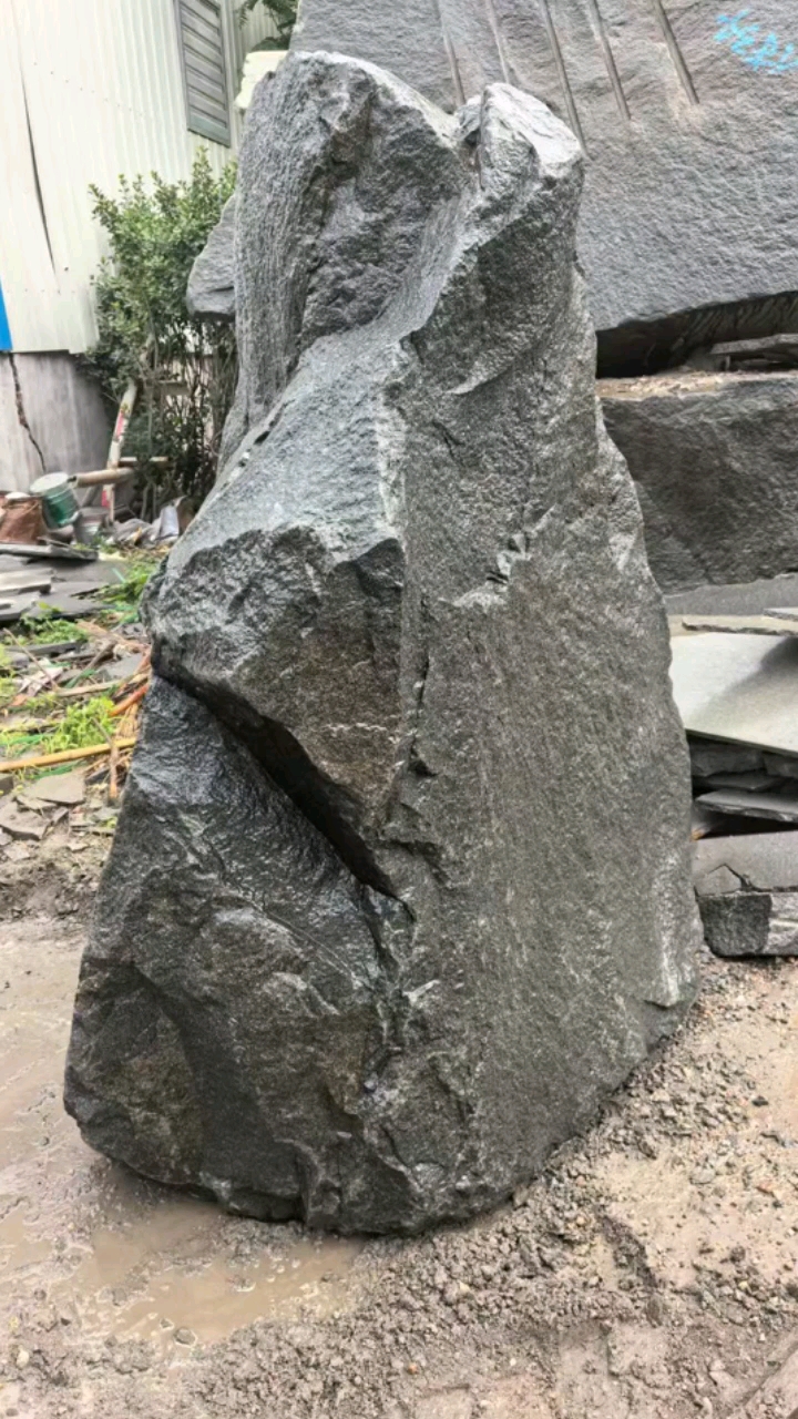 中国黑滨州青山西黑新山西黑太白青北大青森林绿万年青金沙绿河北