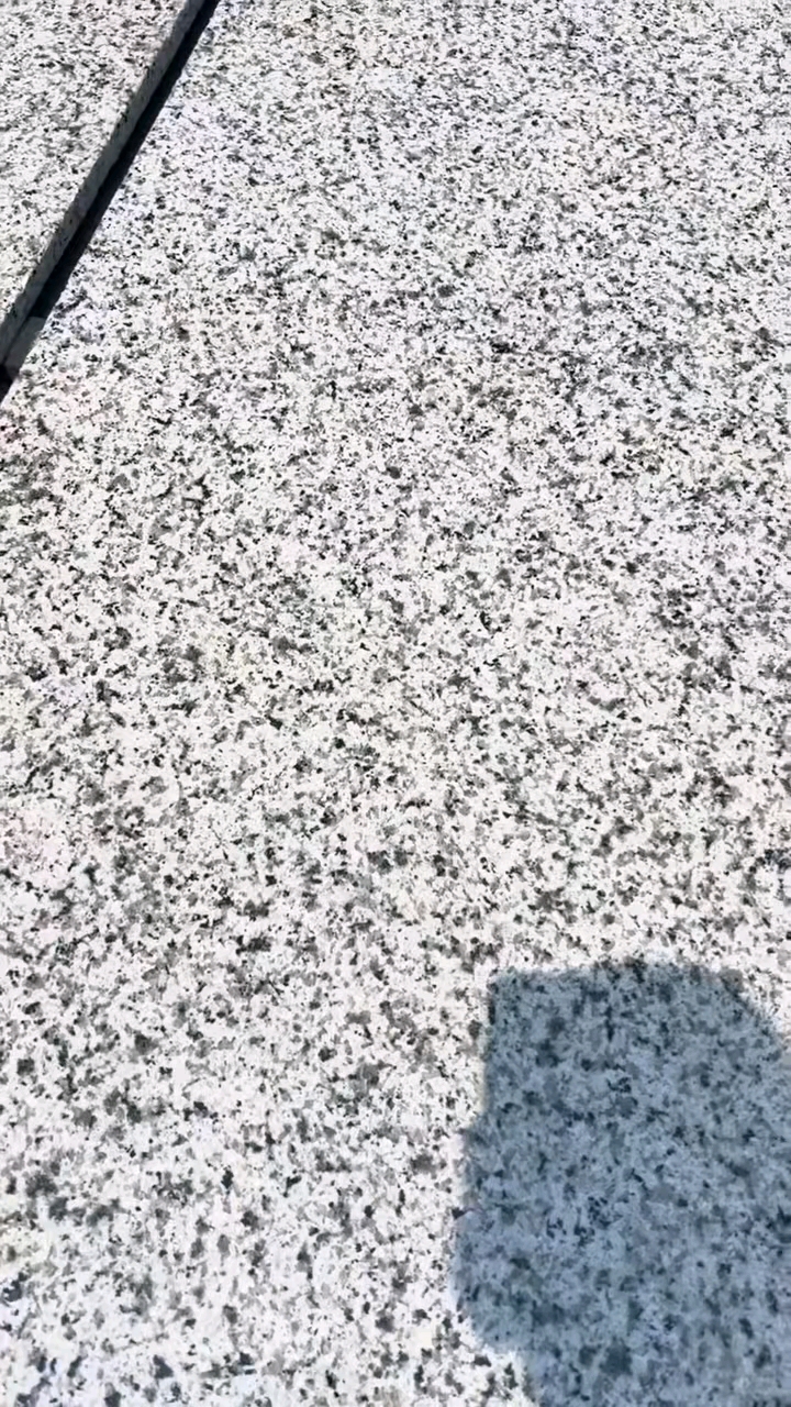 芭拉白白玉兰广东白麻623潮州红芭拉花巴拉花吉林白象牙白